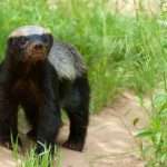 Honey badgers: Adorable but fierce little mammals