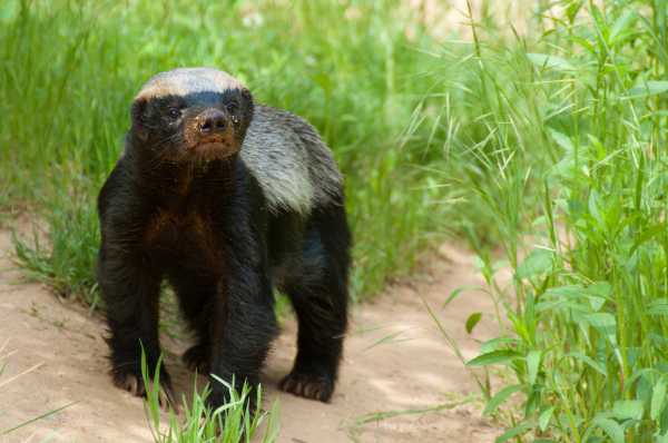 Honey badgers: Adorable but fierce little mammals