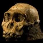 Image gallery: Our closest human ancestor