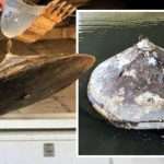 UFO sighting: ‘Alien metal disk’ retrieved from Delaware river – ‘There for 100s of years’