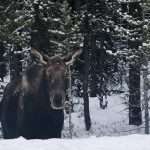 Drivers in Canada are warned about lysun moose.