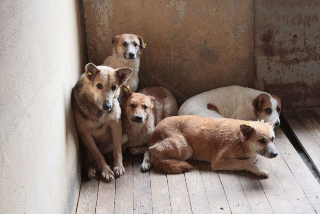 During the quarantine, animals began to get rid of, and not taken from shelters.