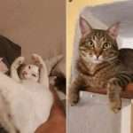 IN ITALY, CATS SAVED SPOUSES FROM A LANDSLIDE