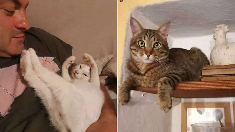 IN ITALY, CATS SAVED SPOUSES FROM A LANDSLIDE