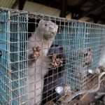 Mutated coronavirus in minks found already in Poland