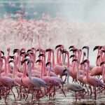 Pink flamingos returned to the lake in Kenya