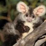 Two new mammal species found in Australia