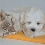 The research institute said that cats and dogs can be sick COVID-19