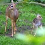 BABY OF TINY ANTELOPE DICK-DICK WAS FIRST BORN IN NOVOSIBIRSK ZOO.