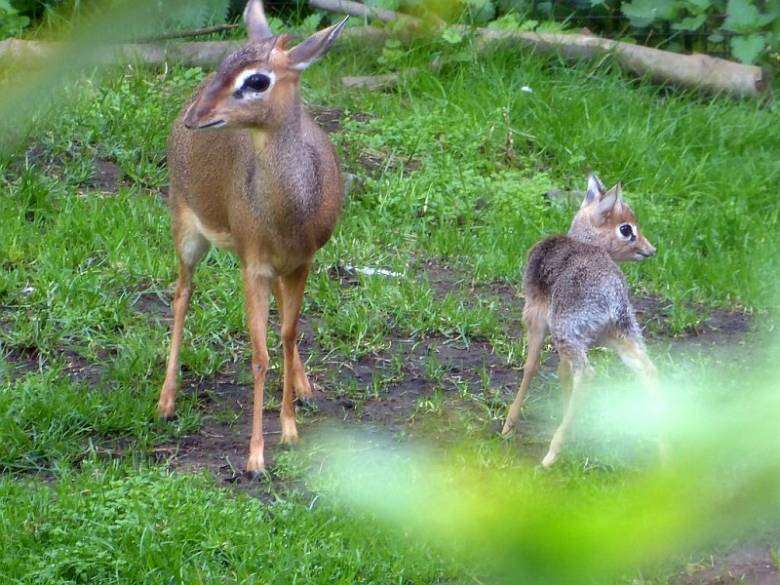 BABY OF TINY ANTELOPE DICK-DICK WAS FIRST BORN IN NOVOSIBIRSK ZOO.