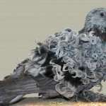 Frillback pigeons with feathers curling from nature.