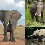 Export of elephants from Africa to other continents banned