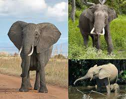 Export of elephants from Africa to other continents banned