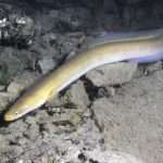 Scientists are surprised: the largest accumulation of fish has been discovered in the deep sea