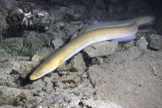 Scientists are surprised: the largest accumulation of fish has been discovered in the deep sea