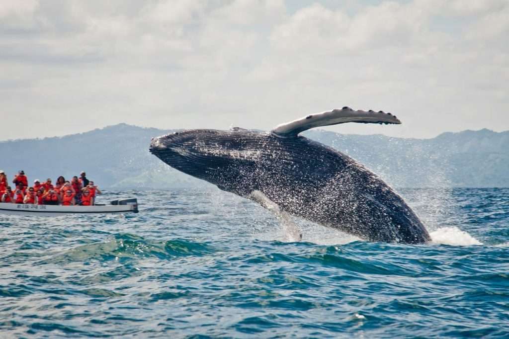 Marine Mammals or secretes of the ocean livers