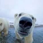 International polar bear day and some more about this mammal