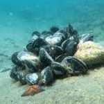 Biologists found a contagious form of cancer in Far Eastern mussels