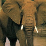 Elephants are rapidly becoming extinct