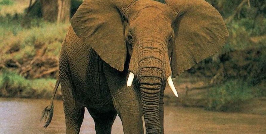 Elephants are rapidly becoming extinct