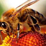 Bees can solve mathematical problems – scientists