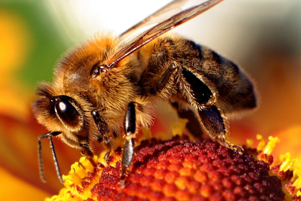 Bees can solve mathematical problems – scientists