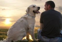 Dogs are able to distinguish between random and special human actions