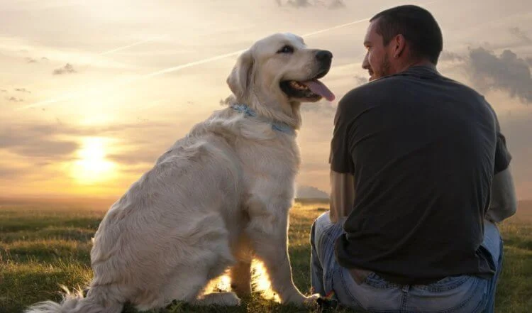 Dogs are able to distinguish between random and special human actions 