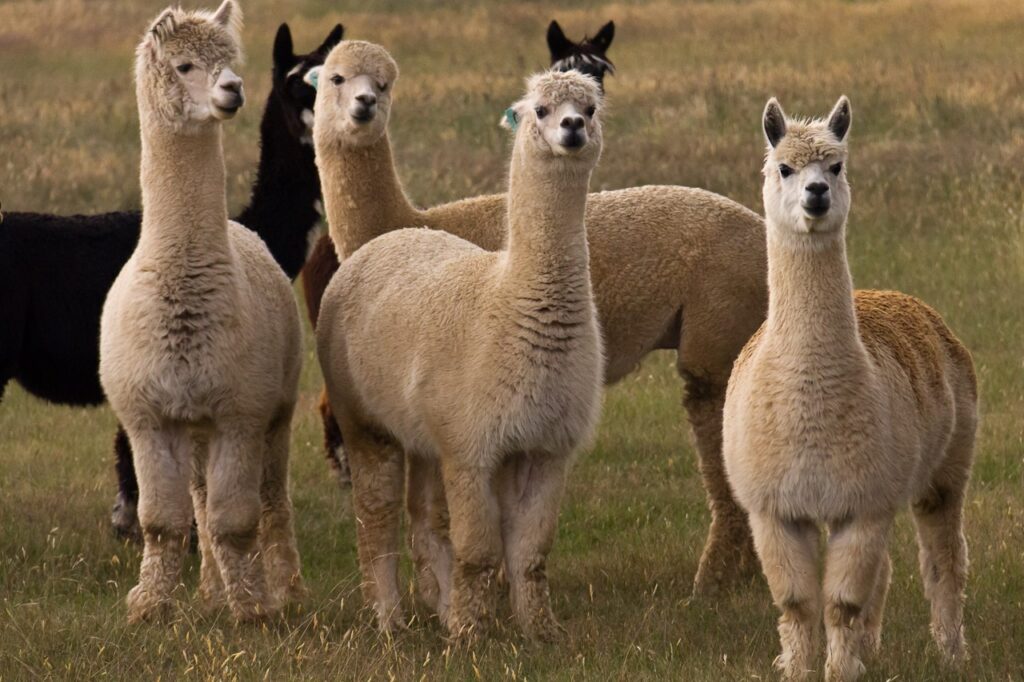 Use of antibodies of camels, llamas and alpacas can be effective