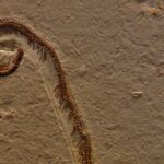 Tetrapodophis amplectus fossil
