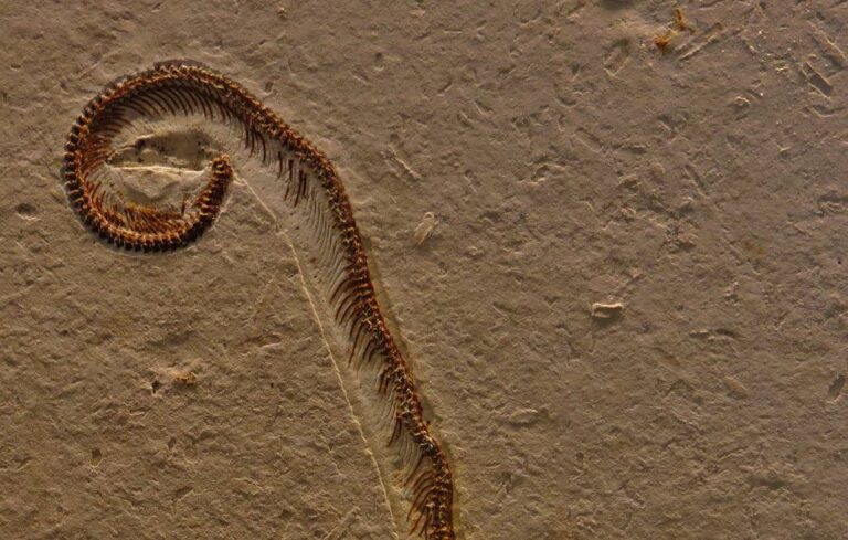 Tetrapodophis amplectus fossil