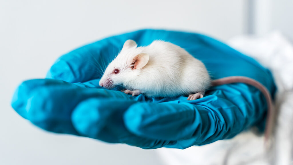 Japanese scientists managed to erase memories from the mouse brain.