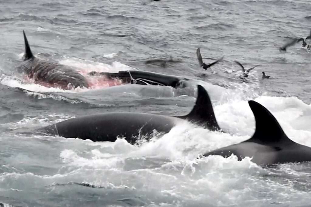 Orcas hunting a blue wale