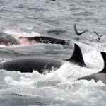 Orcas hunting a blue wale