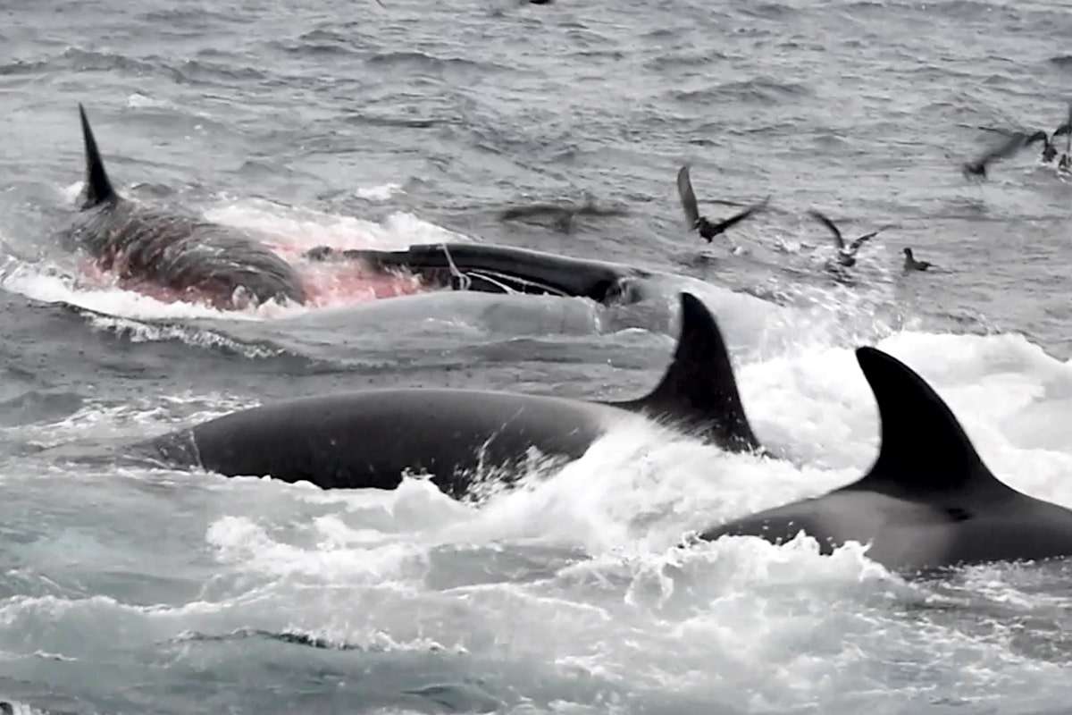Orcas hunting blue whales, scientists tell
