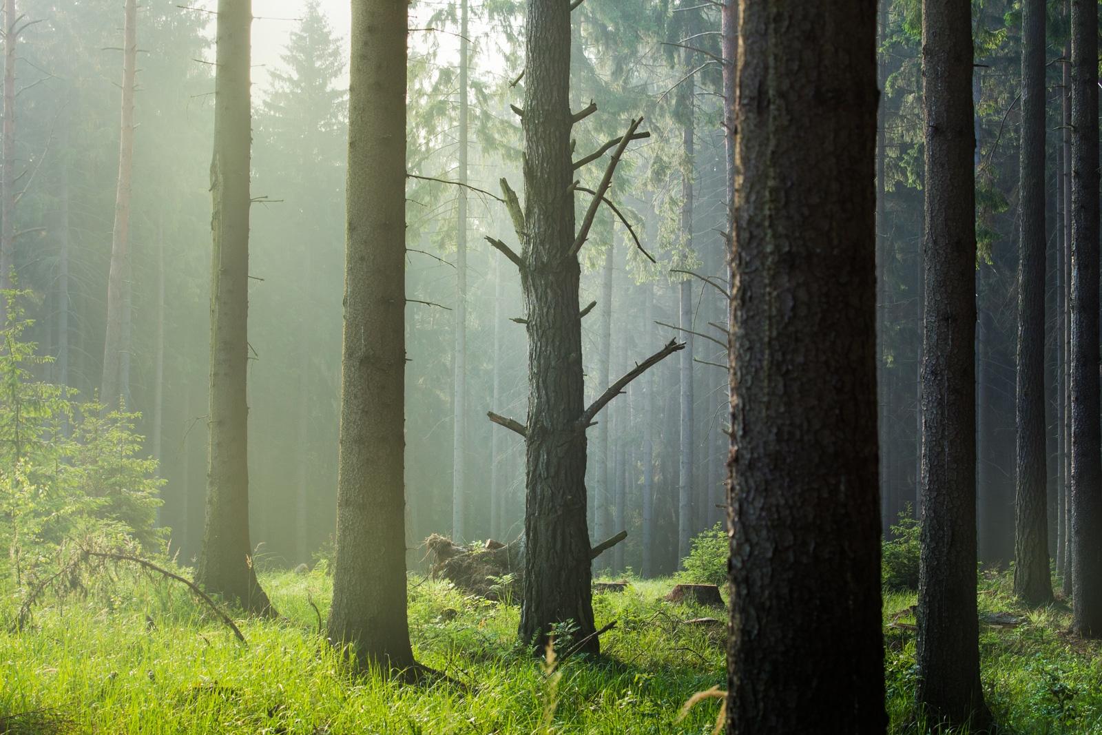 species of trees