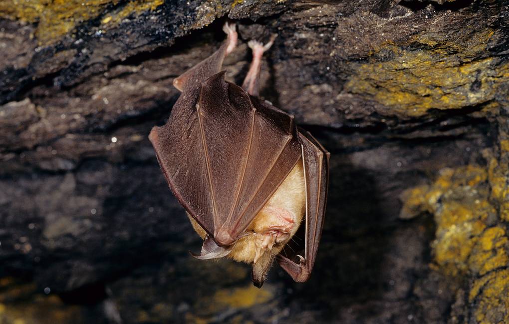 COVID: Bats found infectious to humans in northern Laos