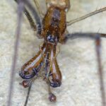 Australian spider
