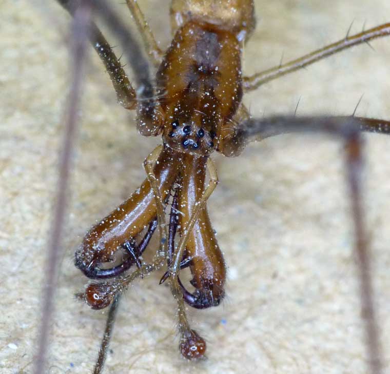 An Australian spider carried a drop of water