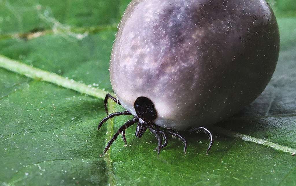 Tick and its danger.