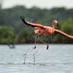 Why are flamingos pink ?