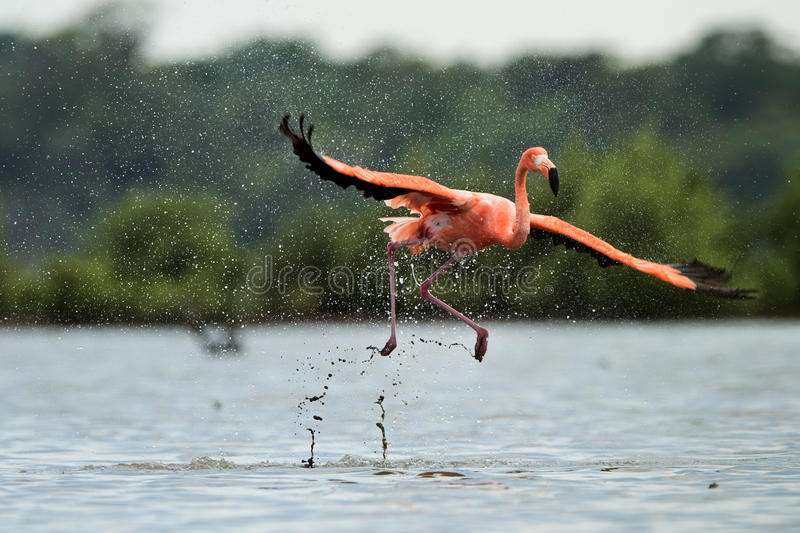 Why are flamingos pink?