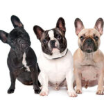 Rules for choosing french bulldog puppies