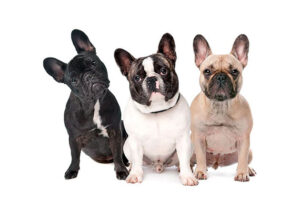 Rules for choosing french bulldog puppies