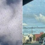 Locusts swarm in biblical proportions sparking ‘apocalypse’ fears