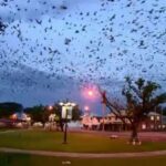 Australian town overtaken by ‘tornado’ of 300k bats as locals hid indoors