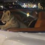 Lion spotted in back of Bentley riding around Thailand sparks police probe
