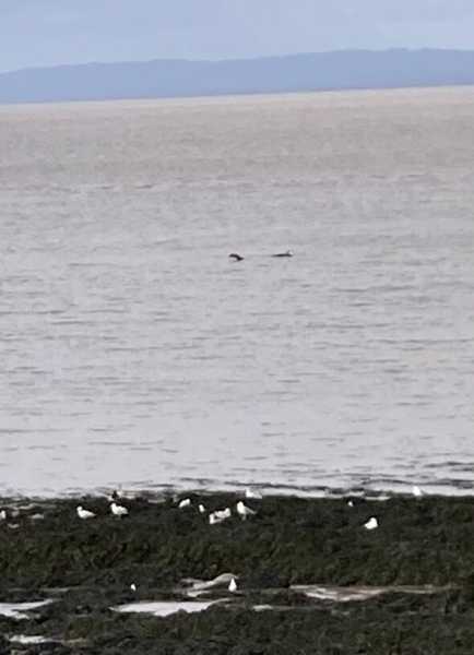Loch Ness Monster spotted 600 miles from home in ‘rare’ sighting