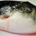 Brazil: Man suffers agonizing death at 46 after cooking and eating highly poisonous fish