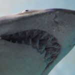‘Cocaine sharks’ found on coast spark wild theories